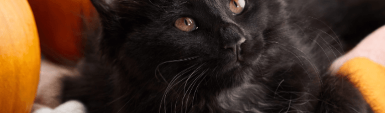 Pumpkin for Cats: The Wholesome Wonder