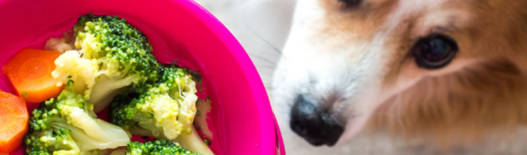 Healthy Snack Ideas for Dogs