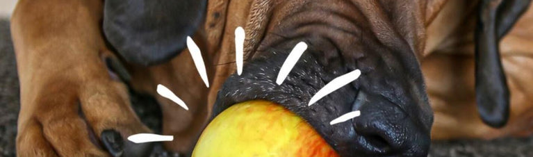 How 'Bout Them Apples? Can Dogs Eat Apples?