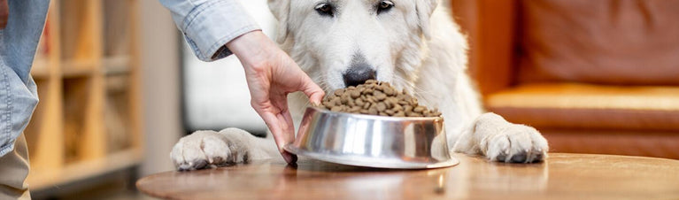 How Much is Too Much? 6 Signs You're Spoiling Your Pet
