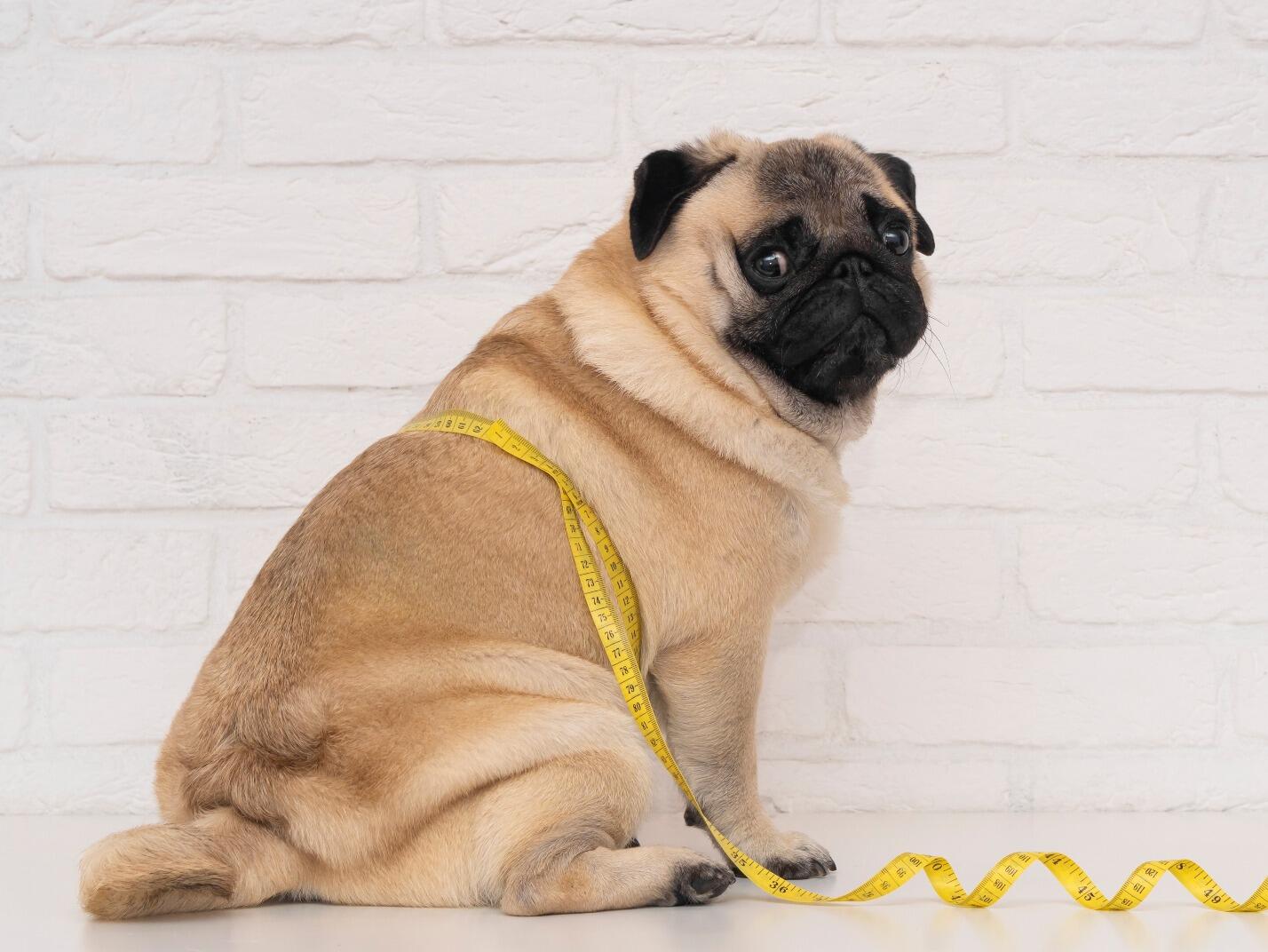 Image showcasing Preventing Canine Obesity with Healthy Dog Treats from Fruitables ...