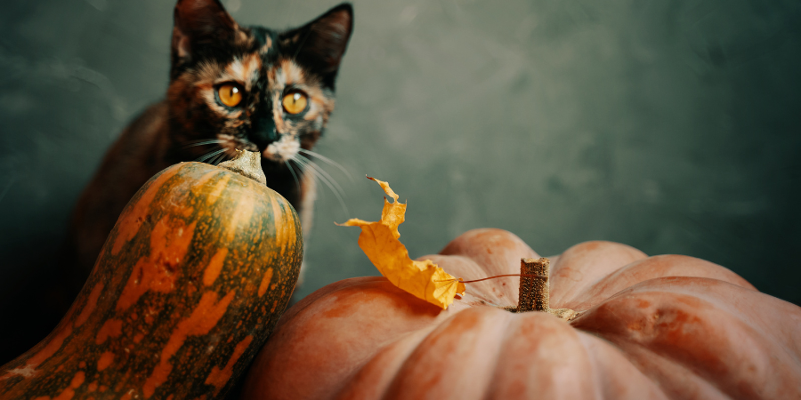 can cats have pumpkin