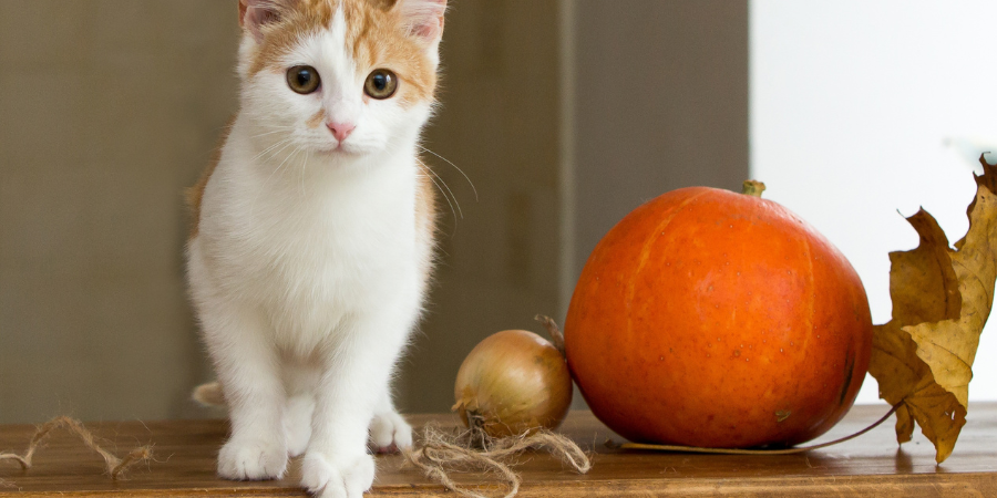 pumpkin for cats benefits