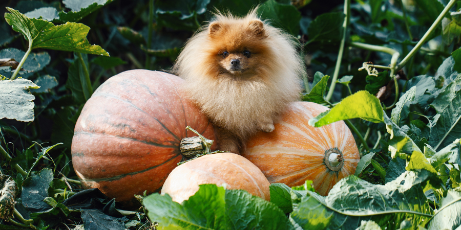 Fruitables Pumpkin Dog