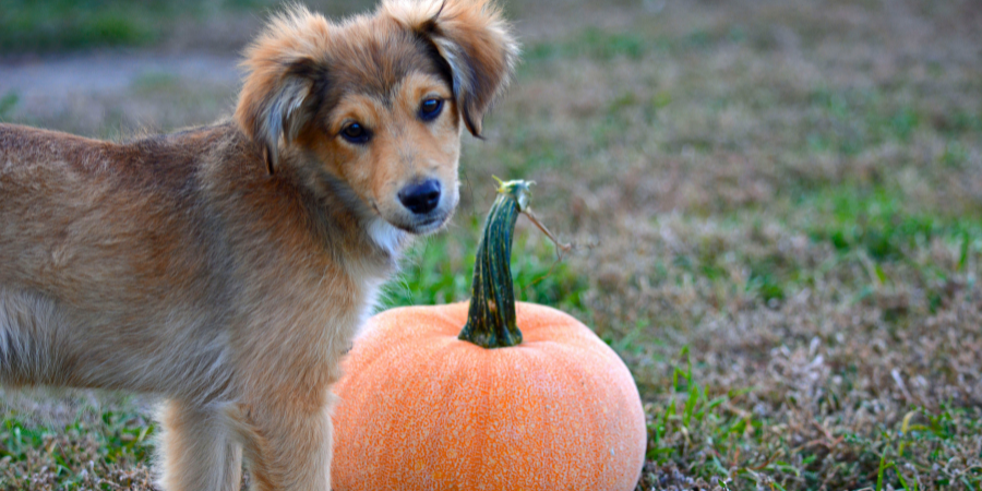 beautiful dog with pumpkin