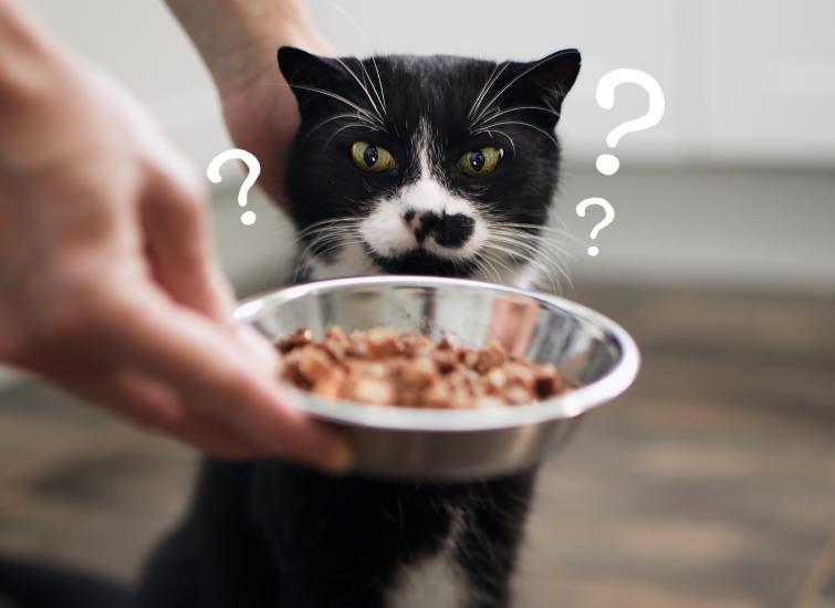 why are cats such picky eaters