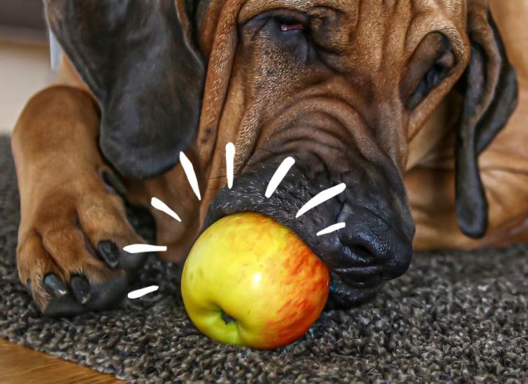 can dogs eat apples fruitables