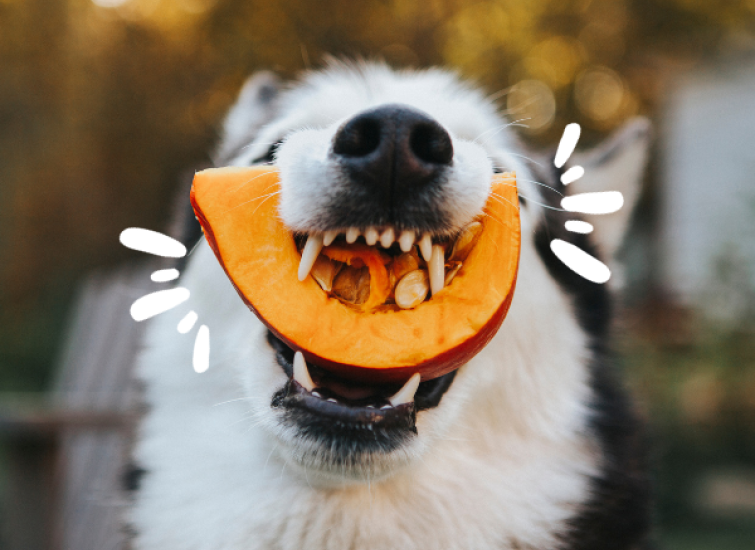 pumpkin for dogs